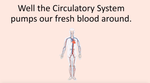 Circulatorysystem