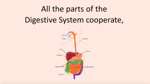 Digestivesystem