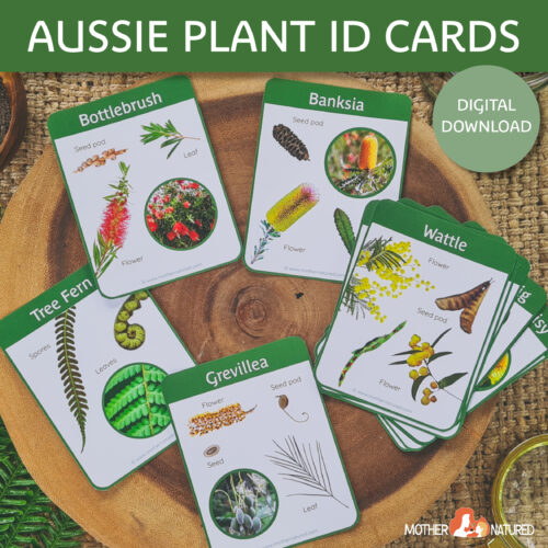 Australian Plant Flash Cards